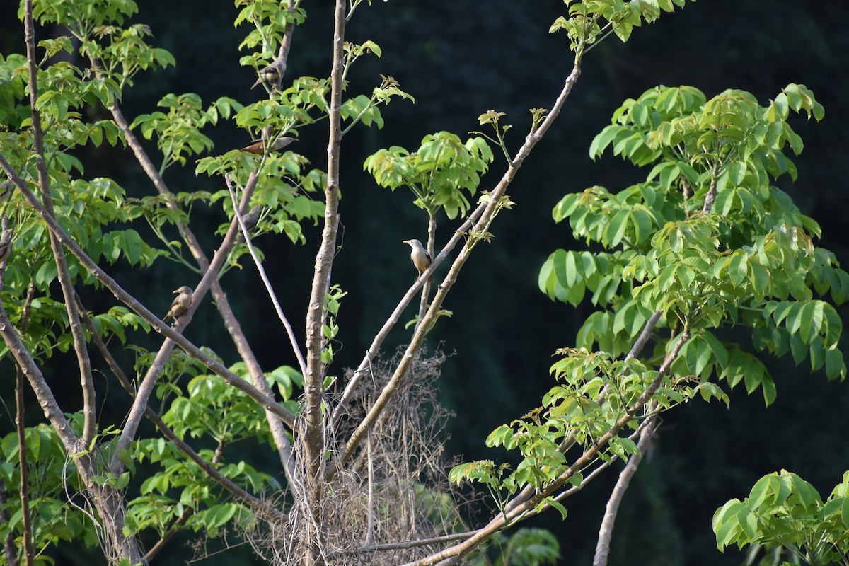 マラバームクドリ - ML646635901