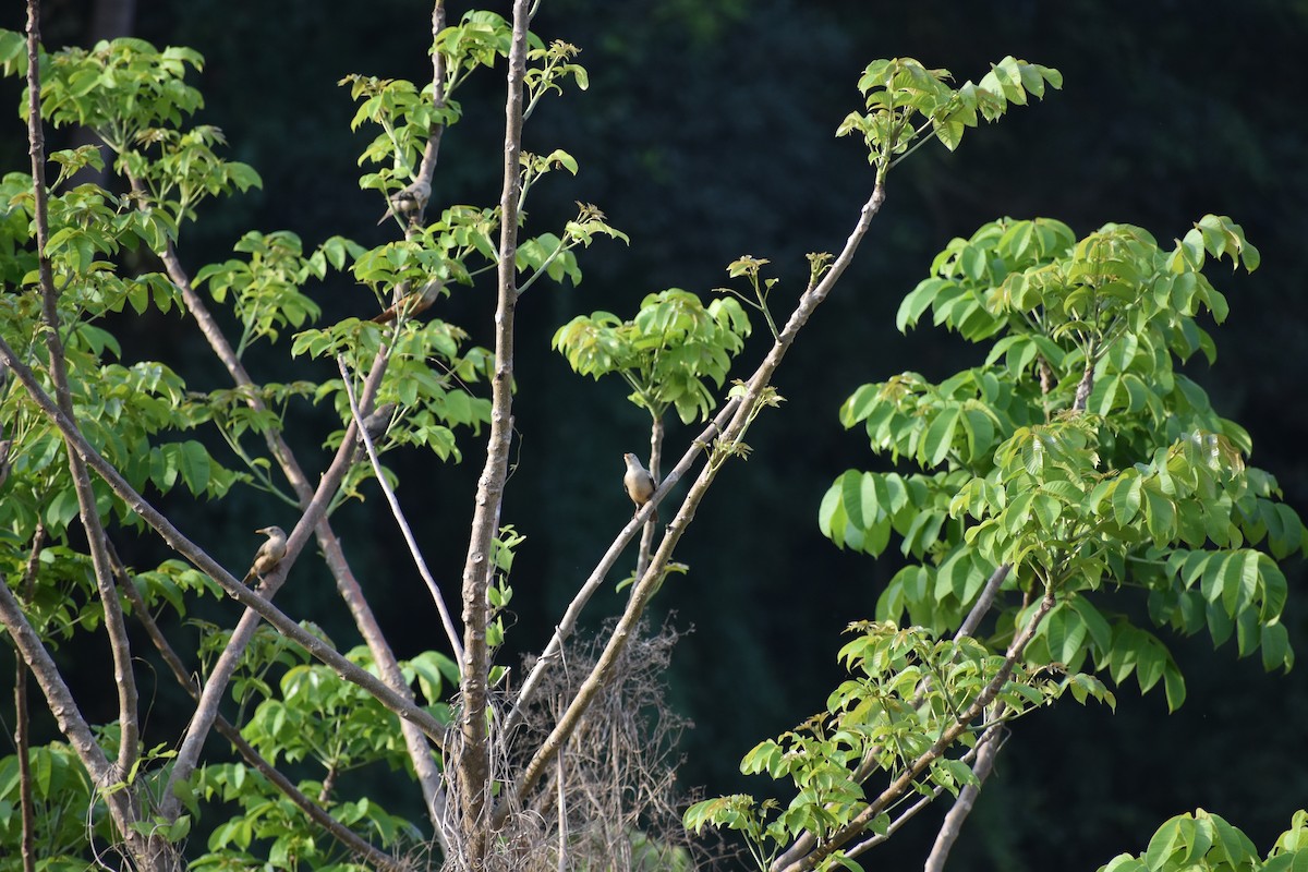 マラバームクドリ - ML646635902