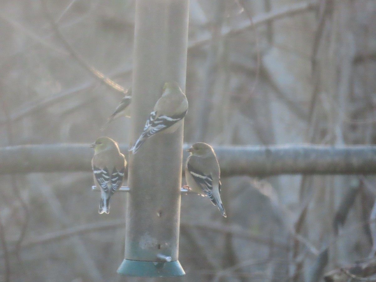 オウゴンヒワ - ML646635909