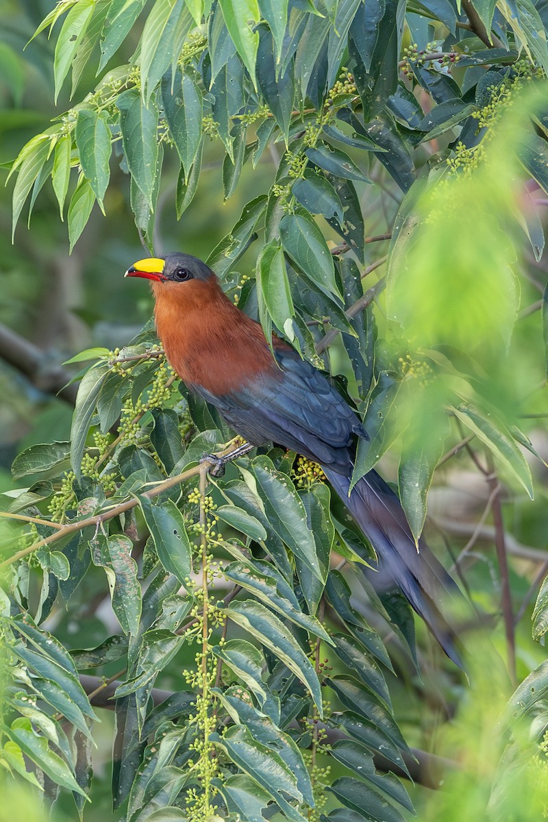Yellow-billed Malkoha - ML646635910
