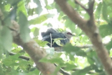 Длиннохвостая малкоа - ML646635911