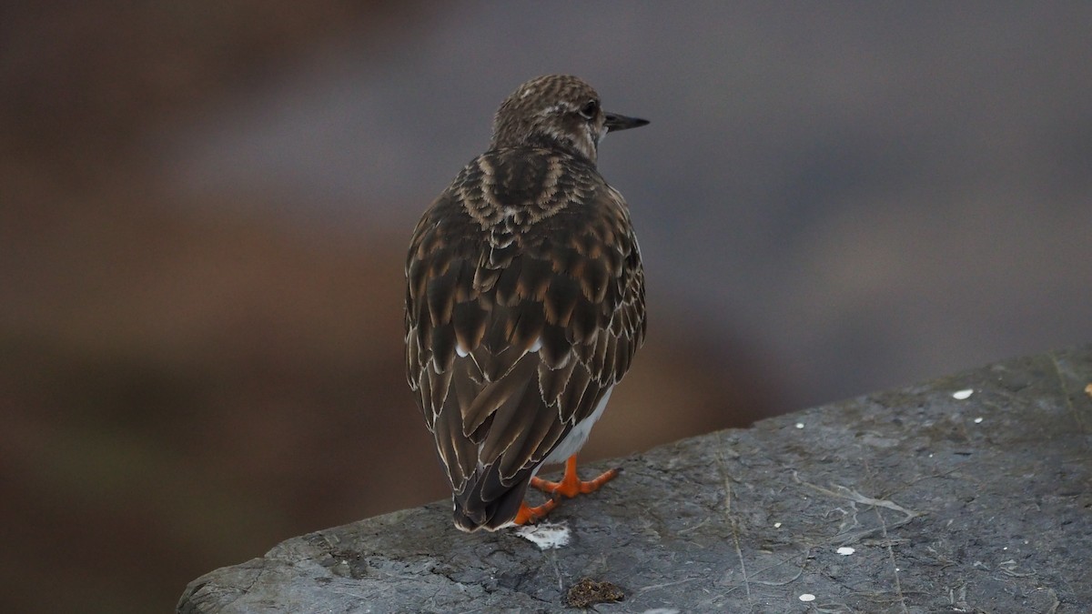 Ruddy Turnstone - ML646635912