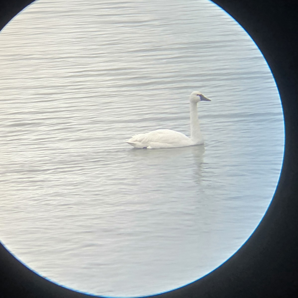 Cigno minore - ML646635914