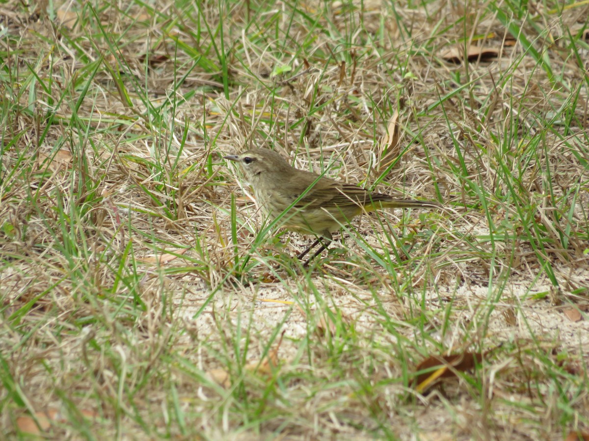 Palm Warbler - ML646635915