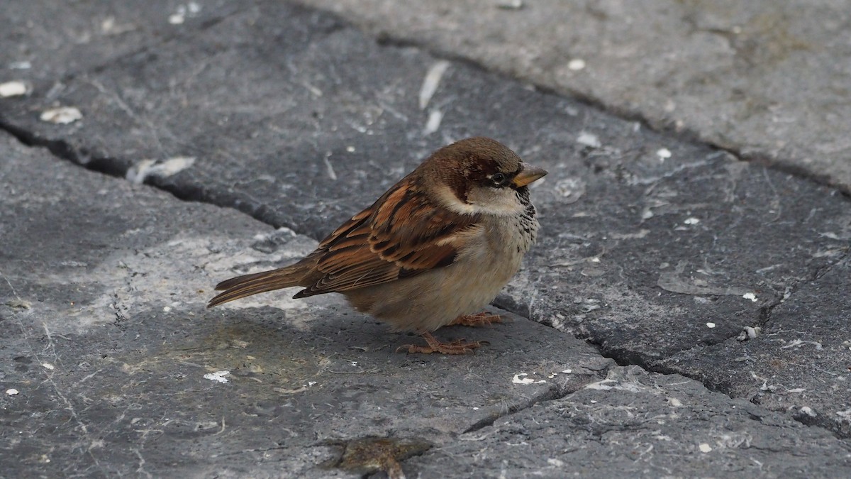 House Sparrow - ML646635917
