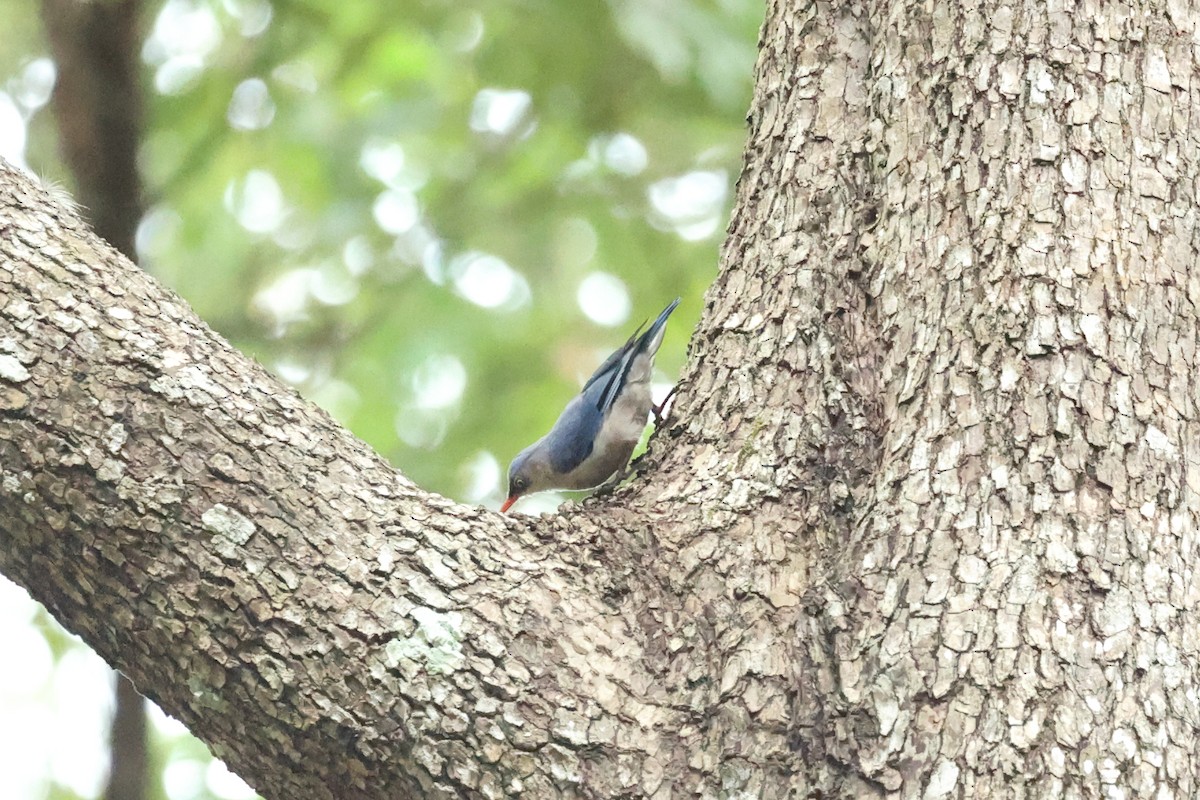 Чернолобый поползень - ML646635918