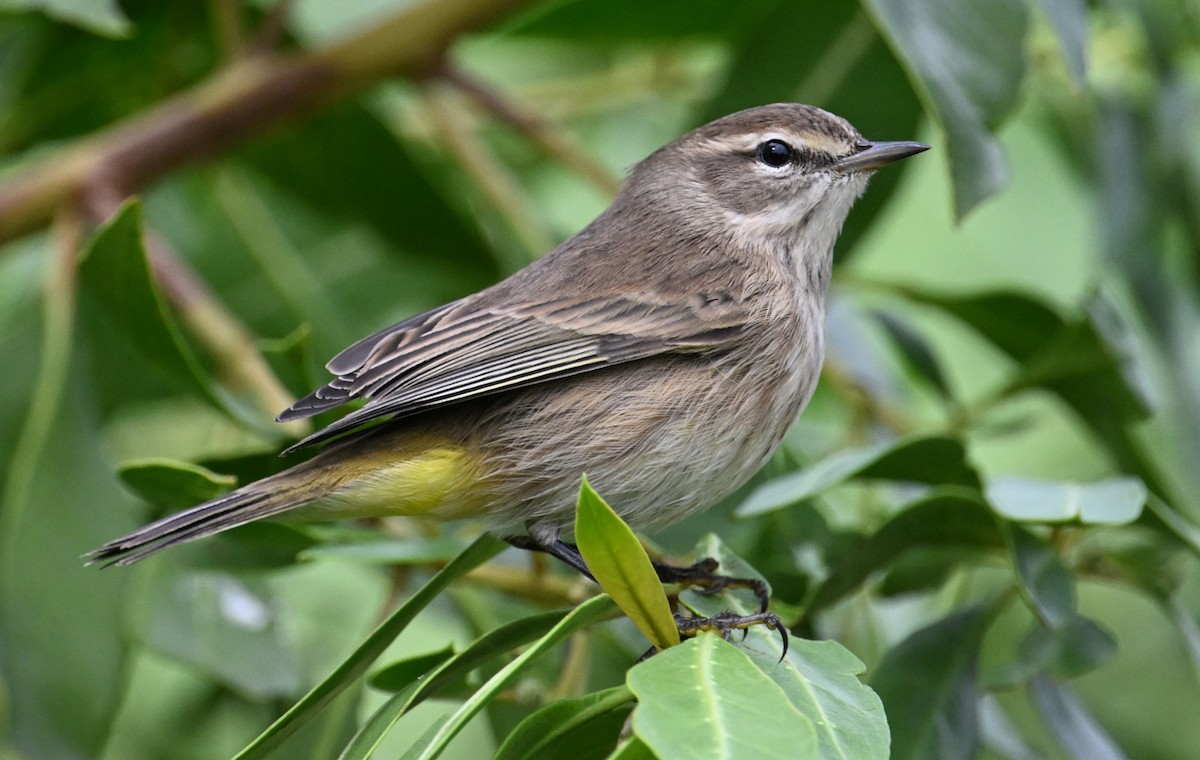 Palm Warbler - ML646635922