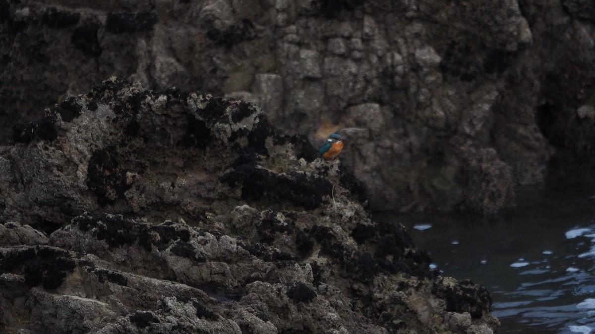 Common Kingfisher - ML646635923