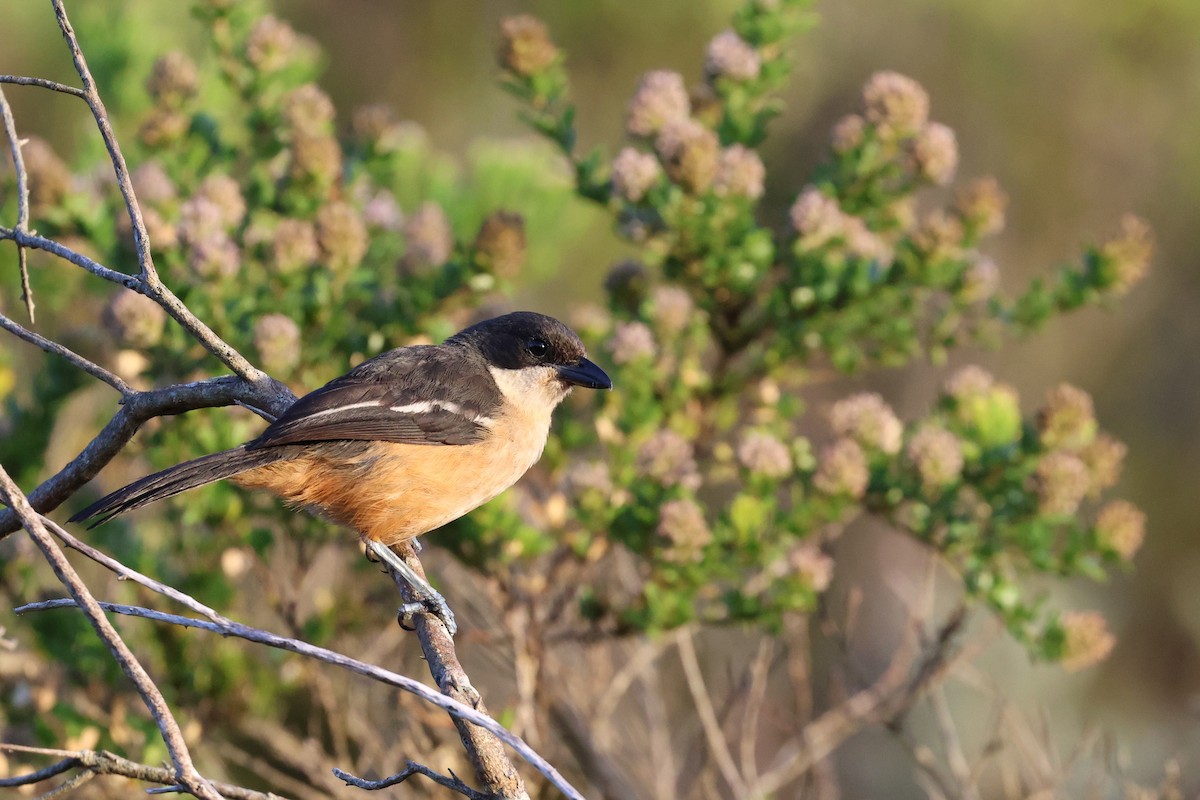 Bubú Ferrugíneo - ML646635924