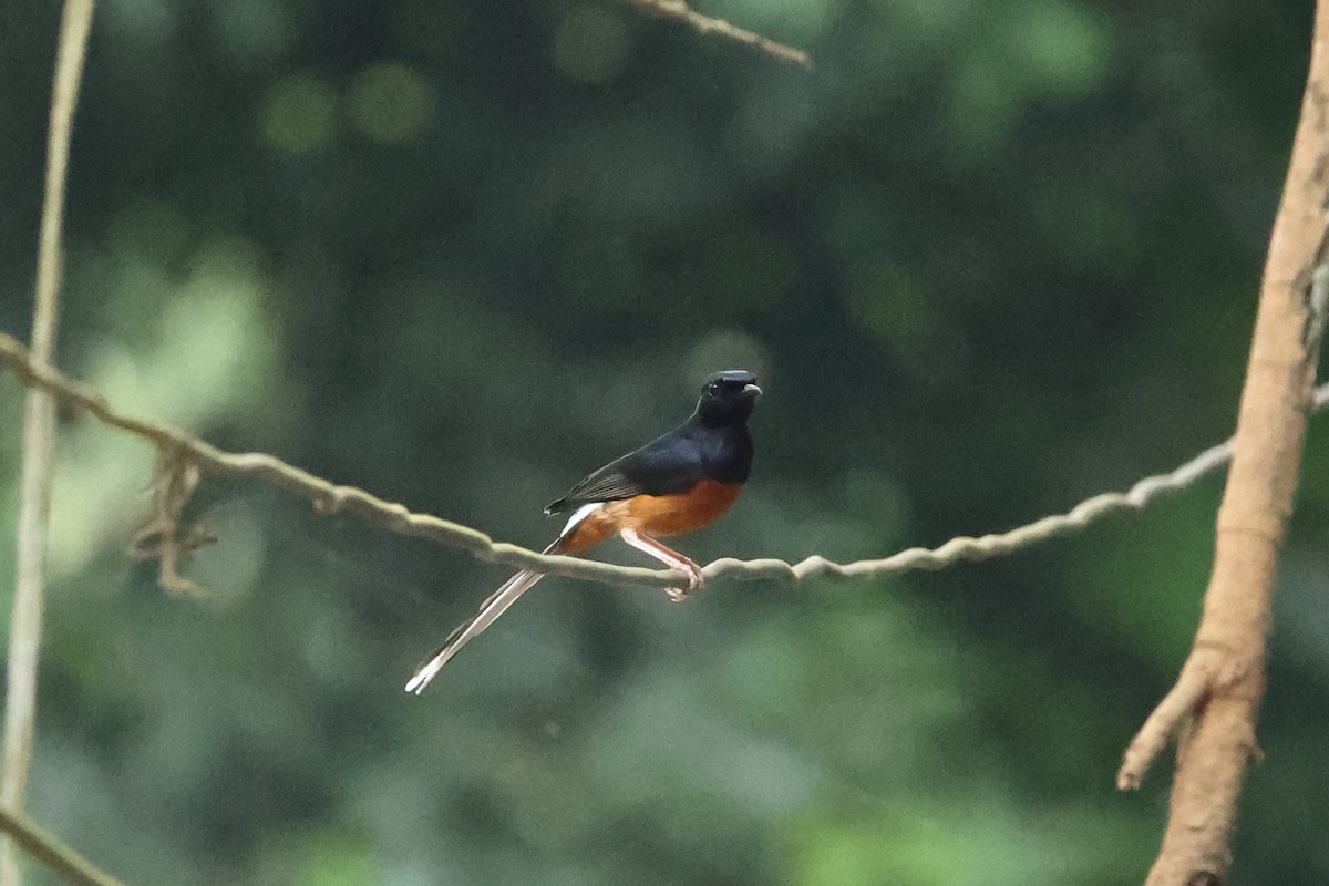 Белопоясничный шама - ML646635925