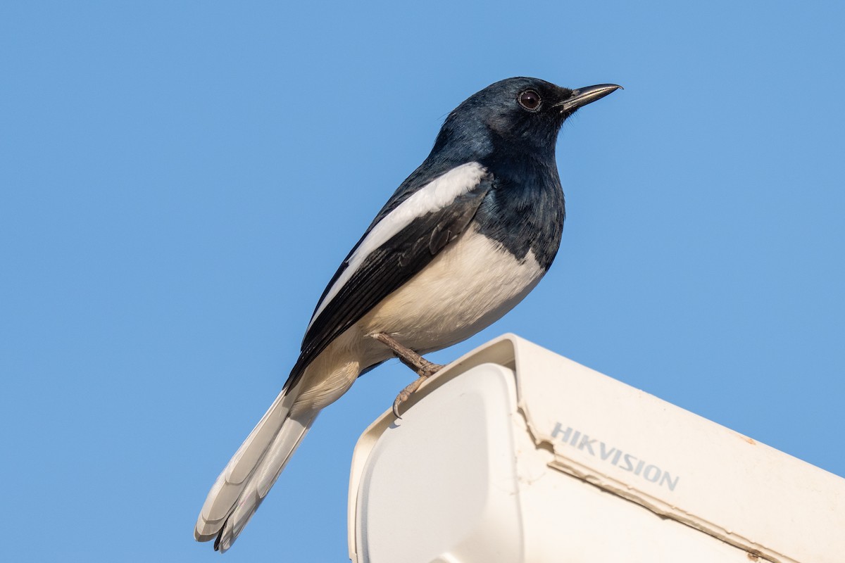 Oriental Magpie-Robin - ML646635935