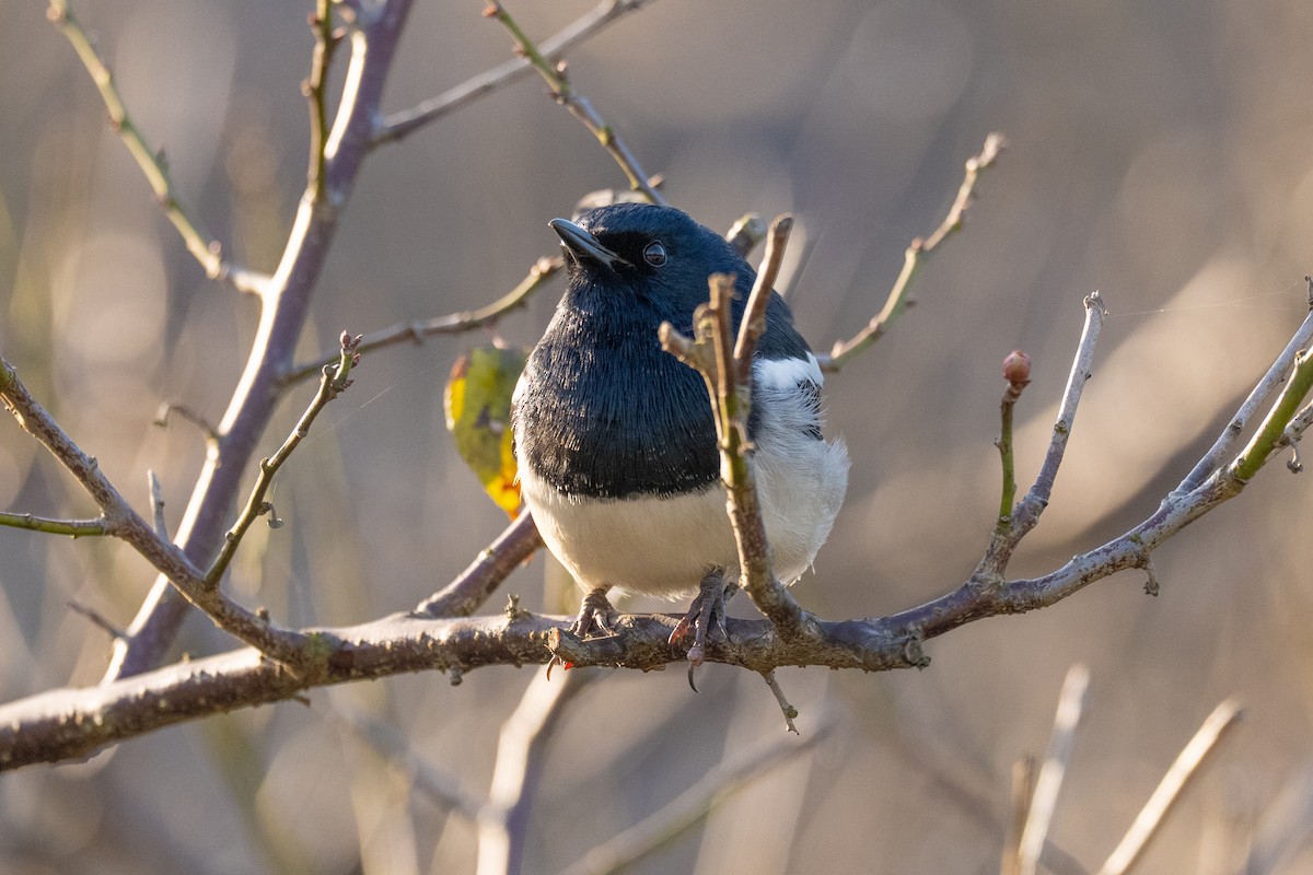Oriental Magpie-Robin - ML646635936