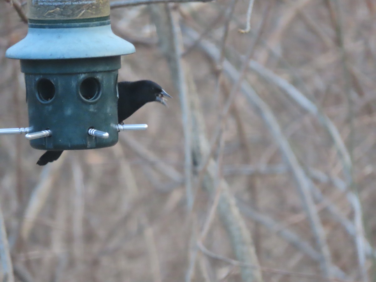 ハゴロモガラス - ML646635937