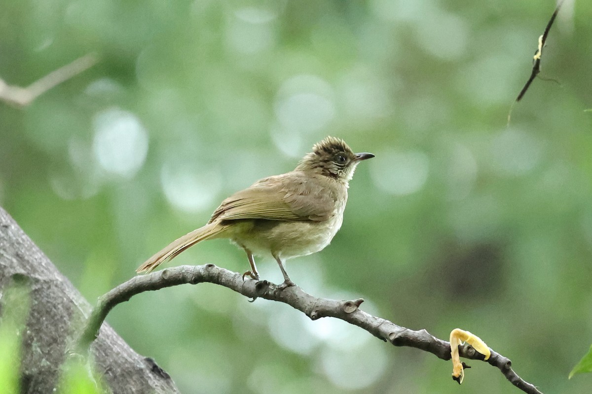 Пестрощёкий бюльбюль - ML646635938