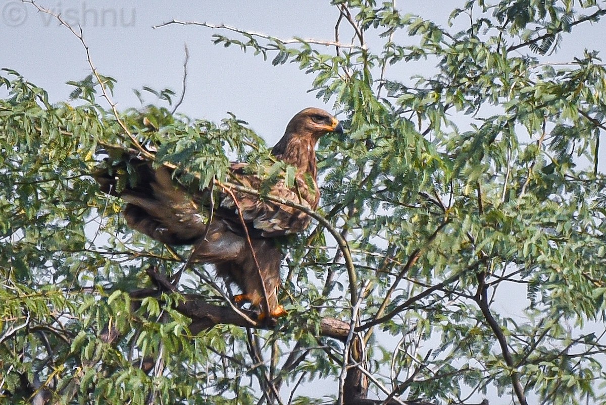 Steppe Eagle - ML646635939