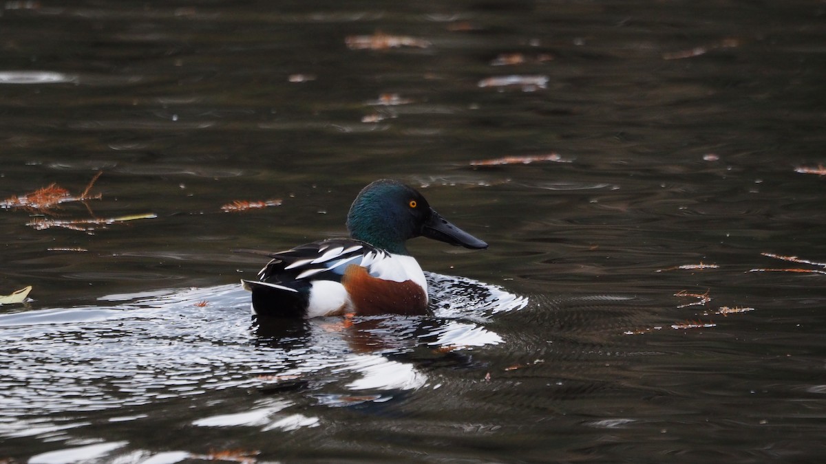 Northern Shoveler - ML646635941