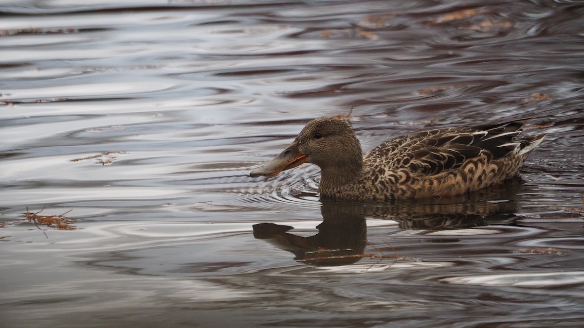 Northern Shoveler - ML646635942