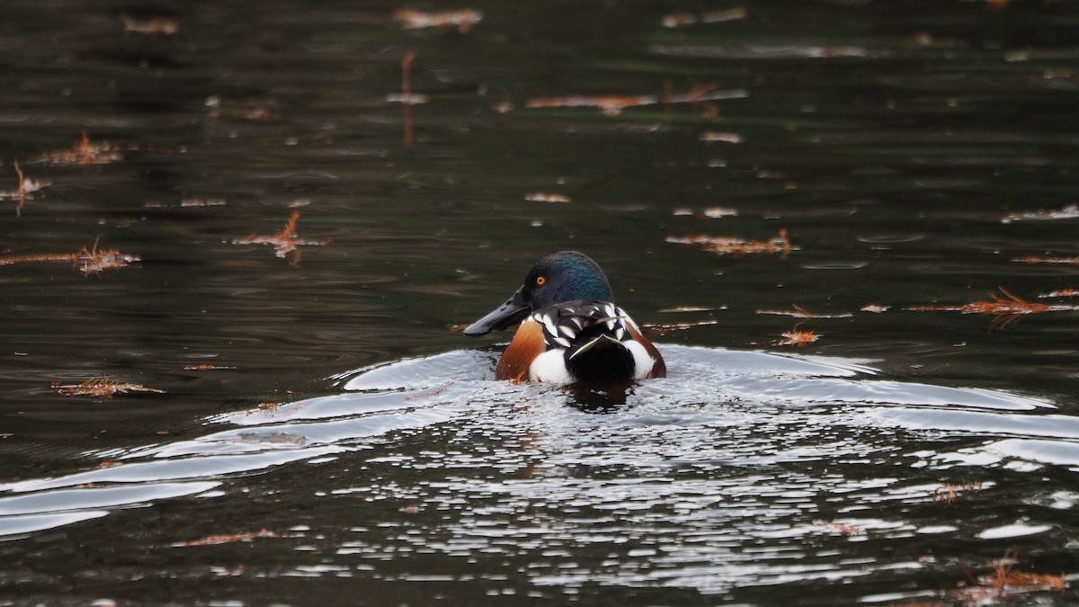 Northern Shoveler - ML646635943