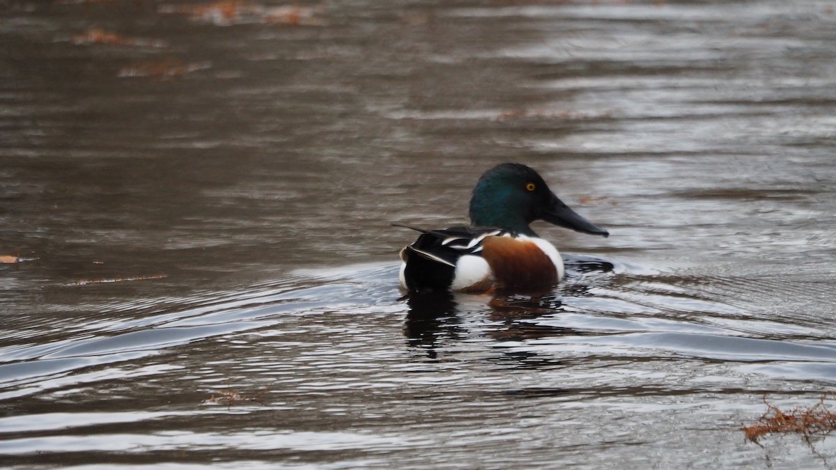 Northern Shoveler - ML646635944