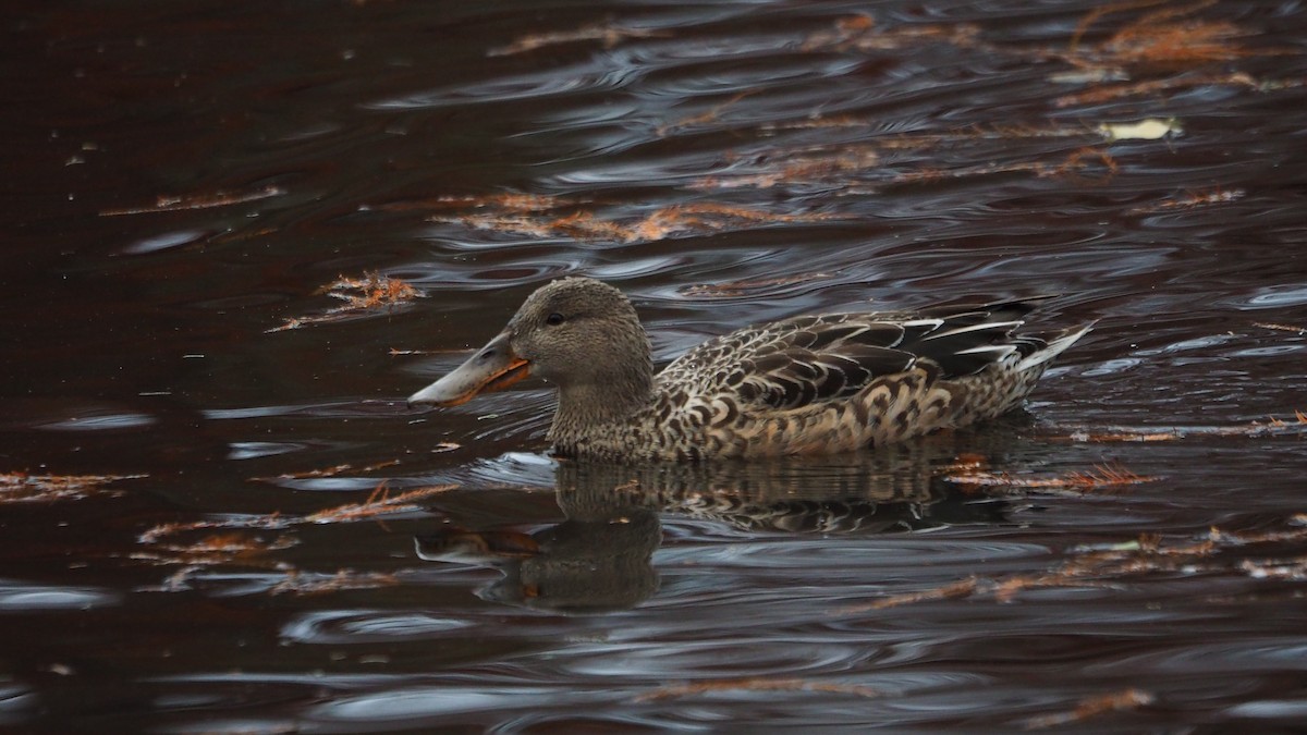 Northern Shoveler - ML646635945