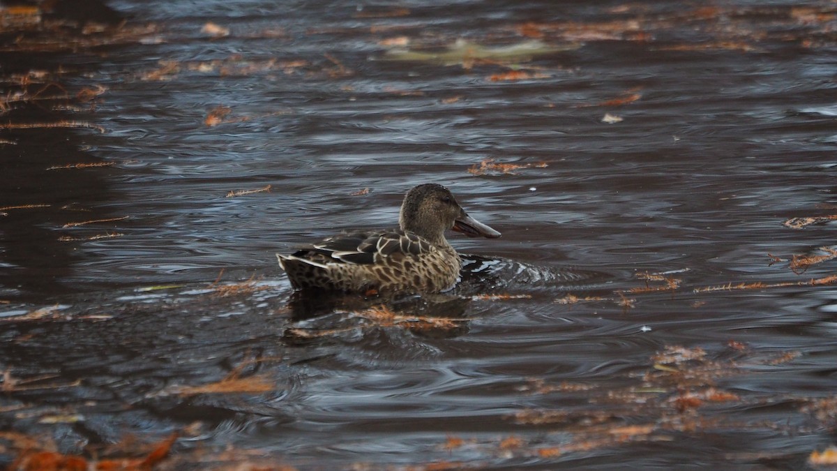 Northern Shoveler - ML646635946