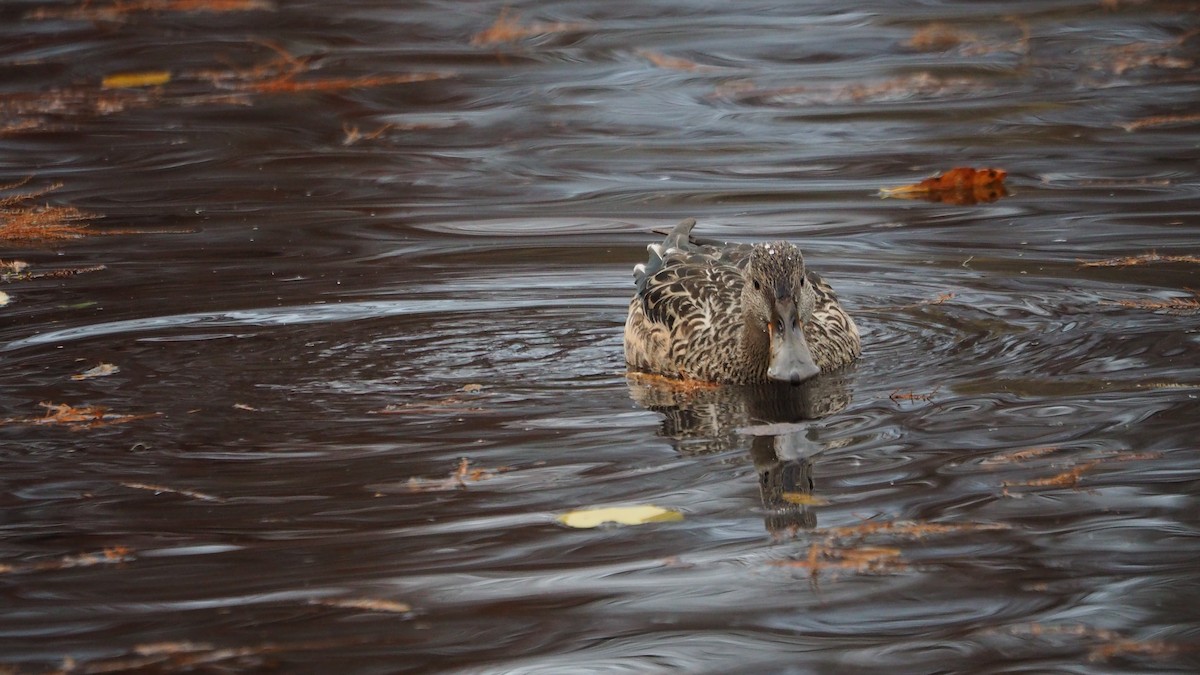 Northern Shoveler - ML646635947