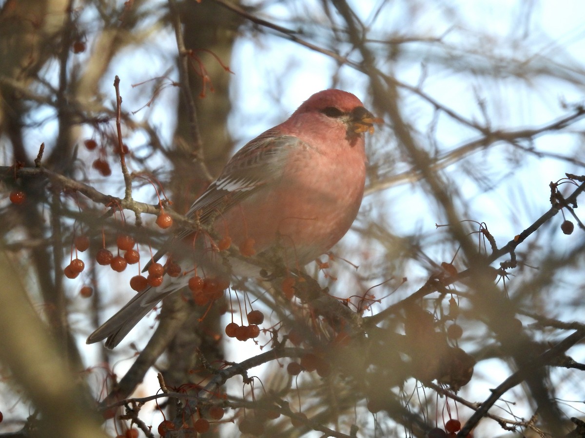 Tayga Çütresi - ML646635948