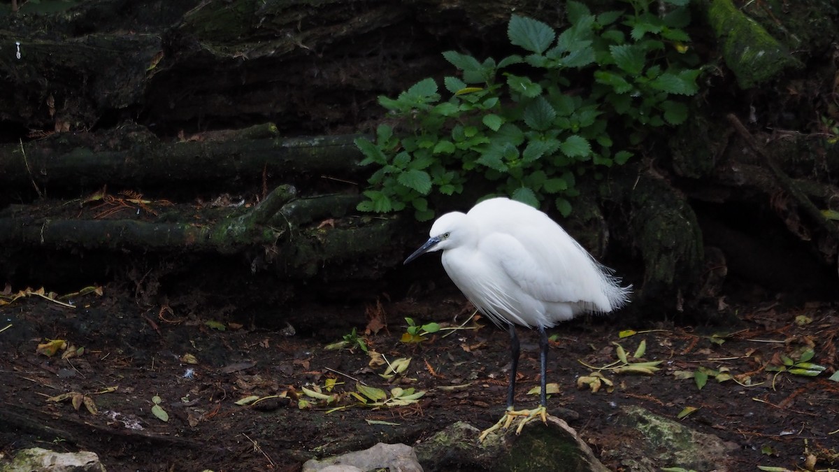 Little Egret - ML646635951