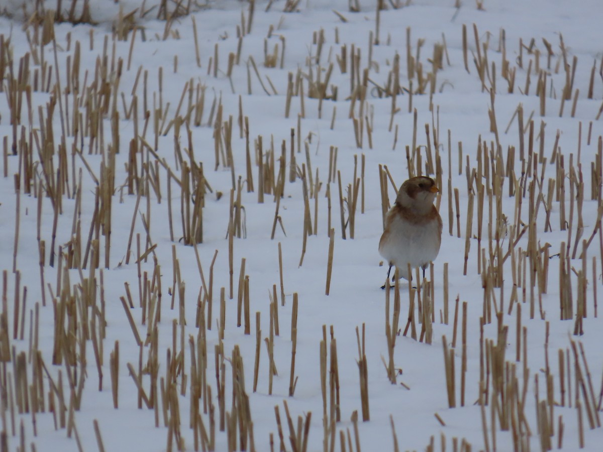 Snow Bunting - ML646635952