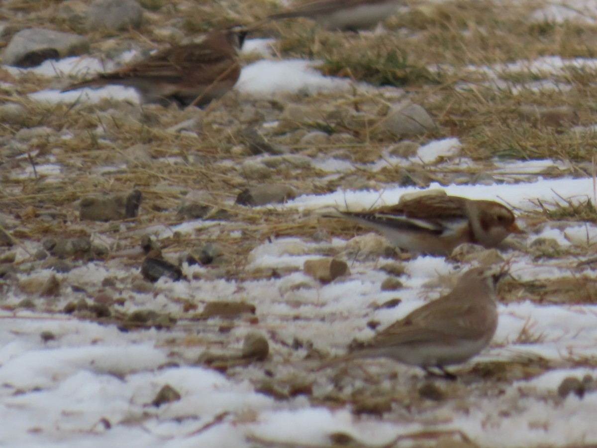 Snow Bunting - ML646635953