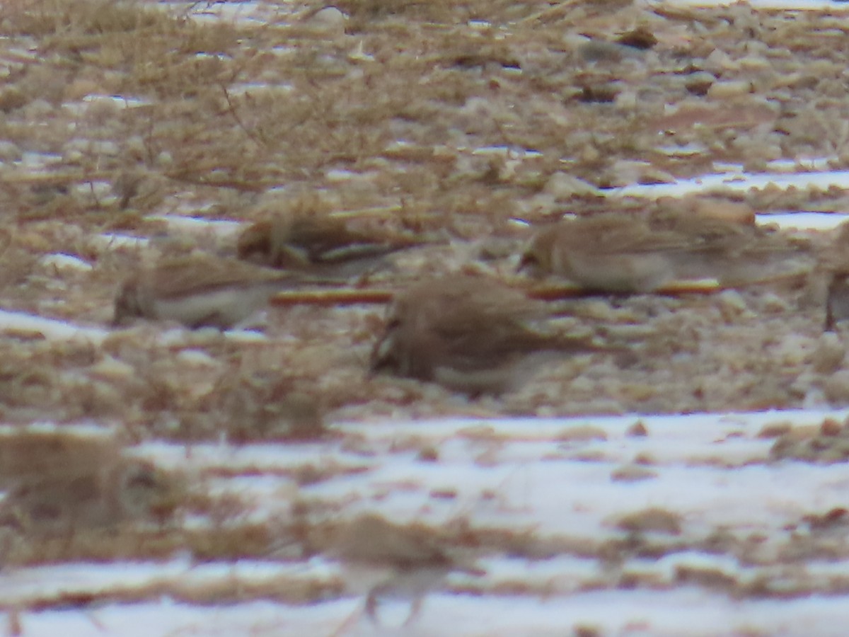 Snow Bunting - ML646635954