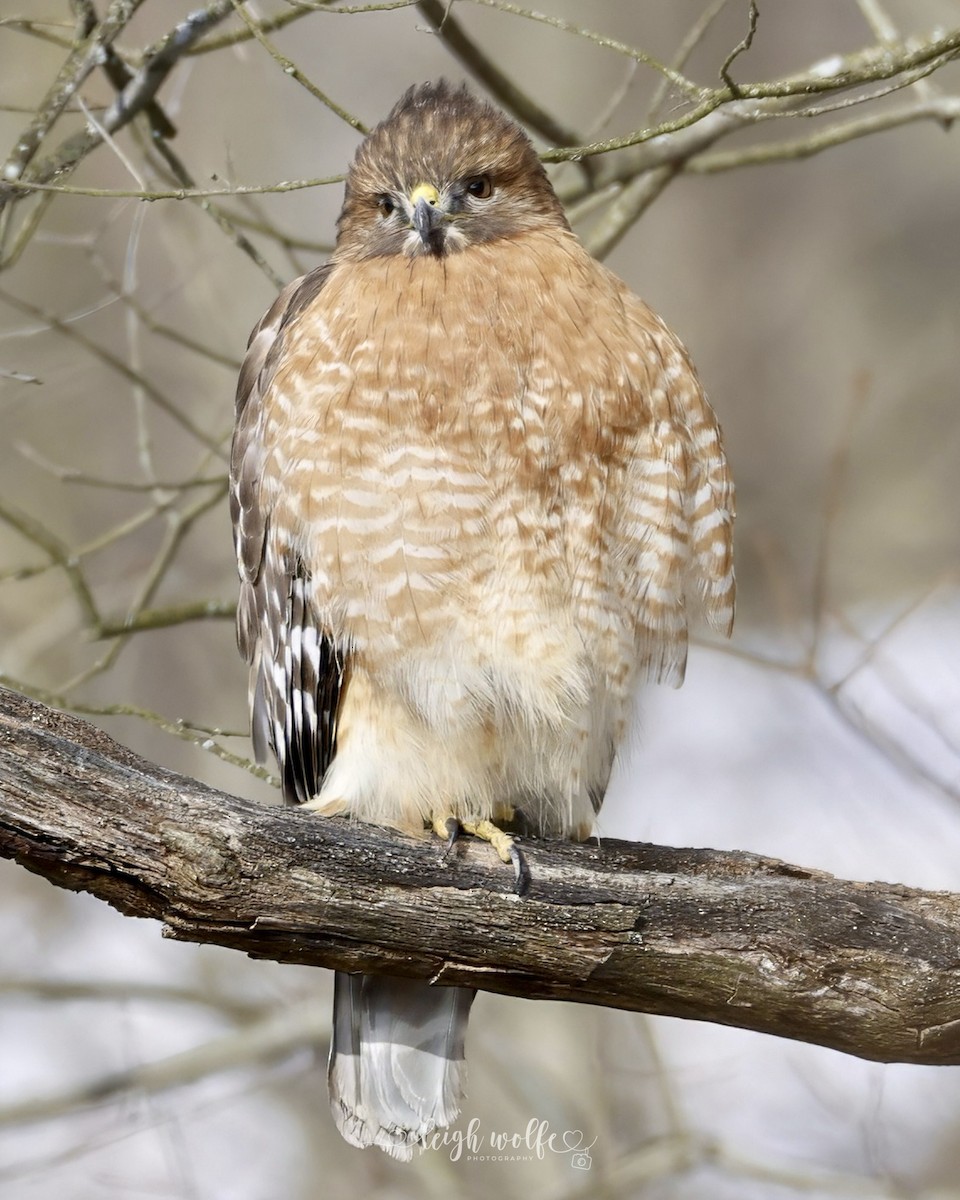 Red-shouldered Hawk - ML646635955