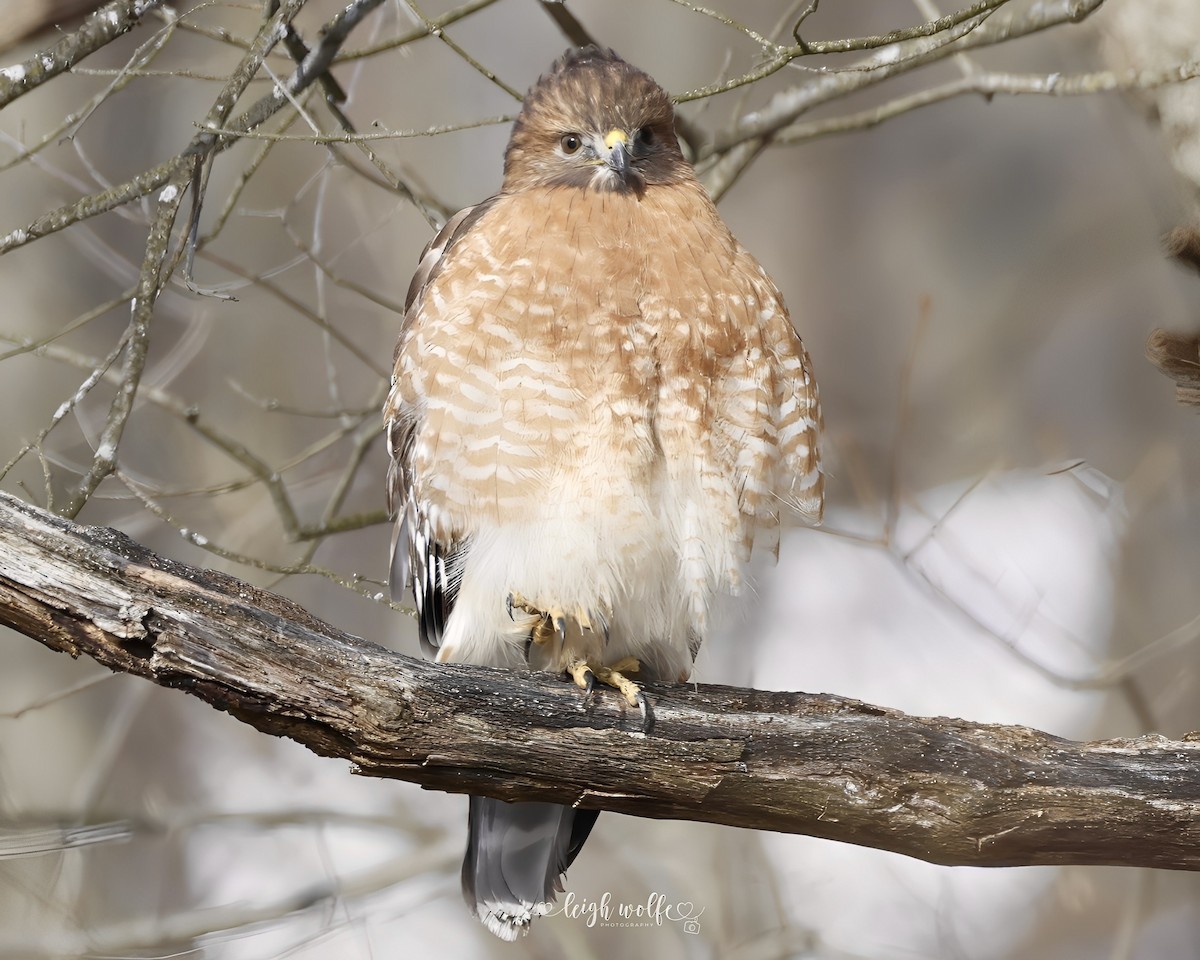 Red-shouldered Hawk - ML646635956