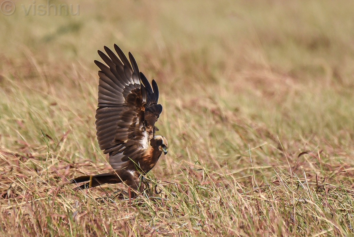 Western Marsh Harrier - ML646635957