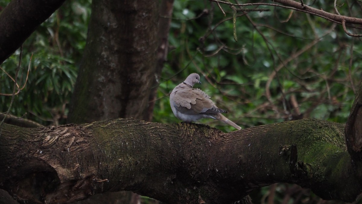 Eurasian Collared-Dove - ML646635958