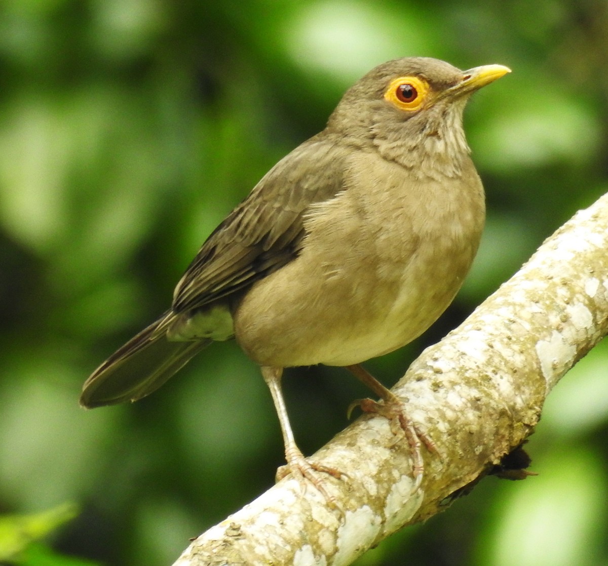 Merle à lunettes - ML646635959