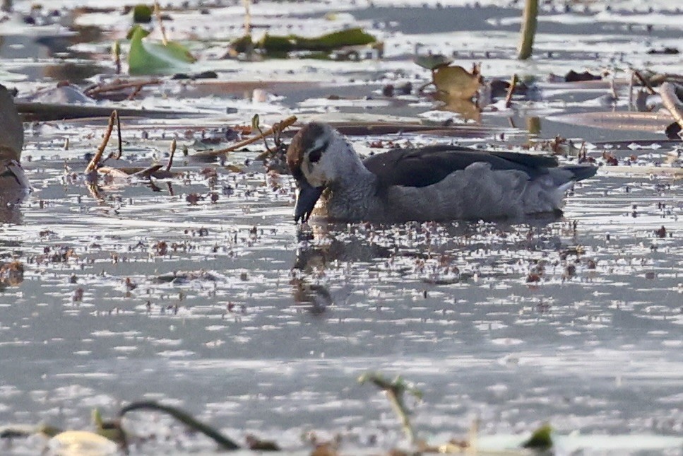 Cotton Pygmy-Goose - ML646635964