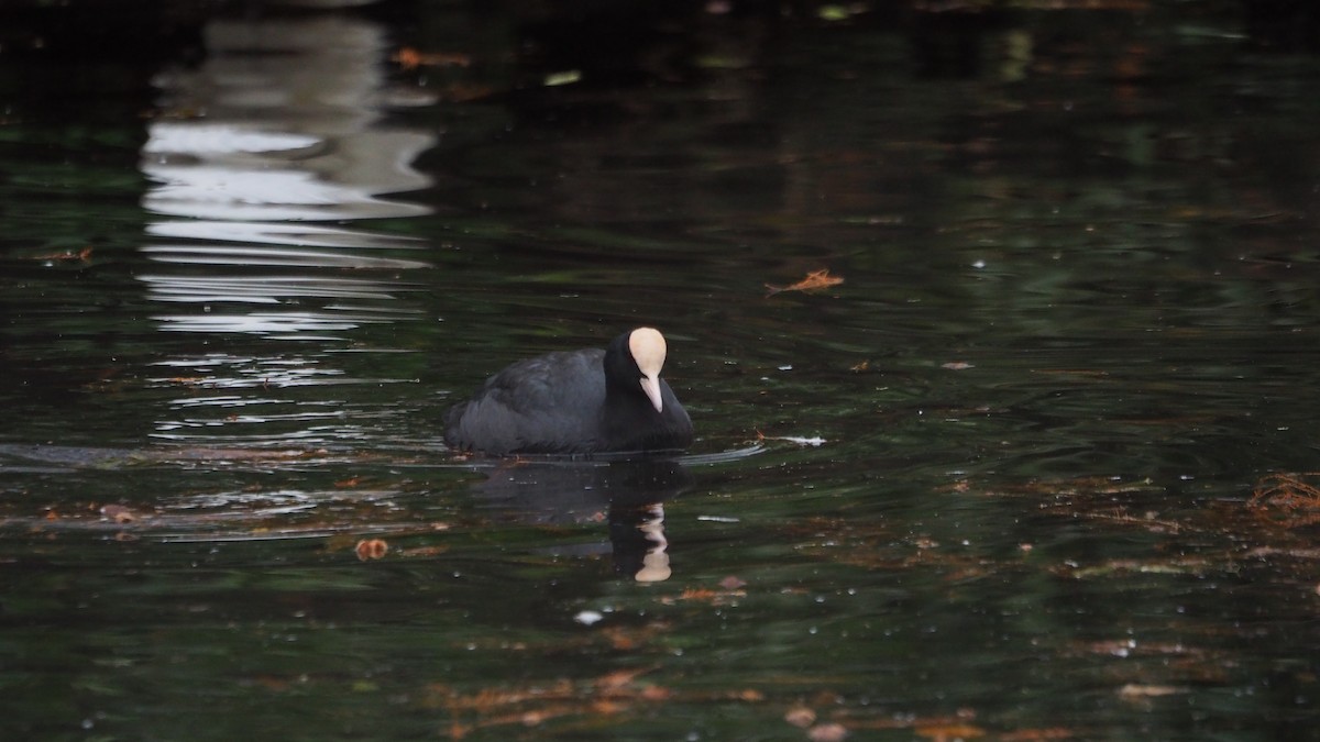 Eurasian Coot - ML646635965