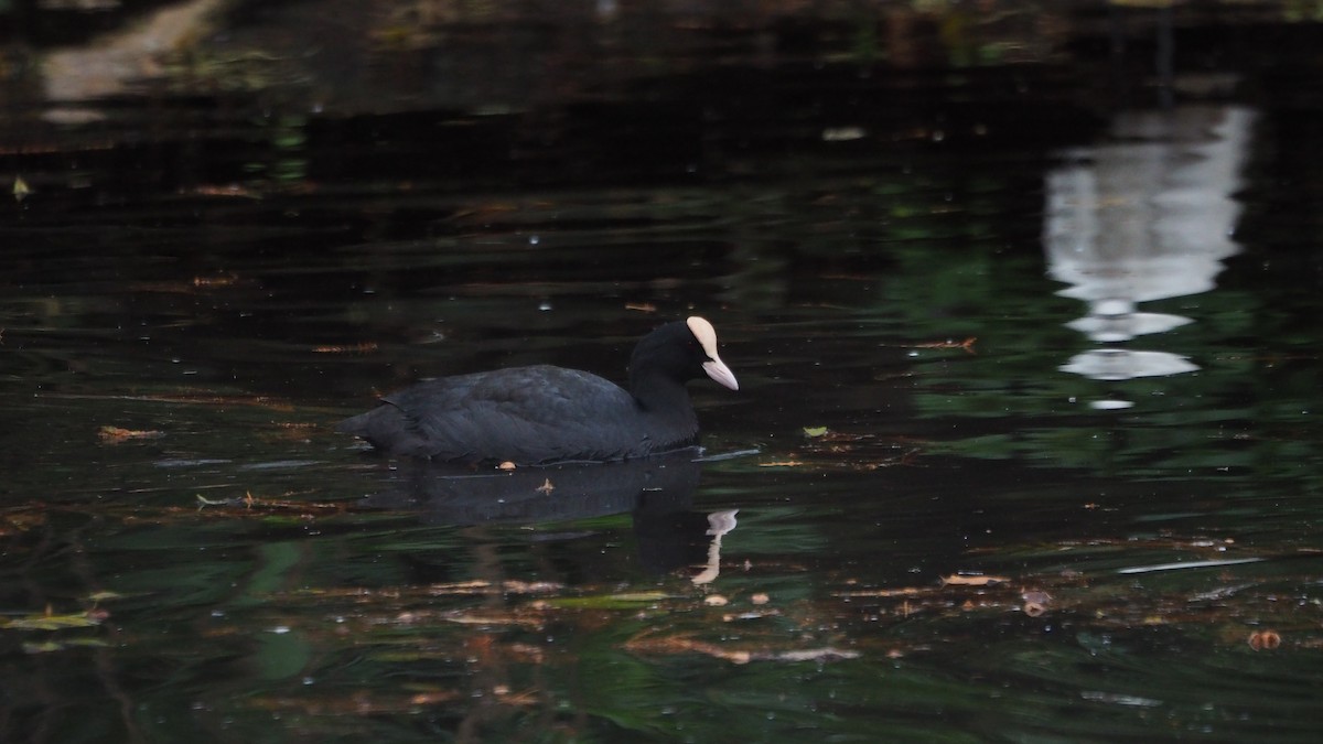 Eurasian Coot - ML646635966