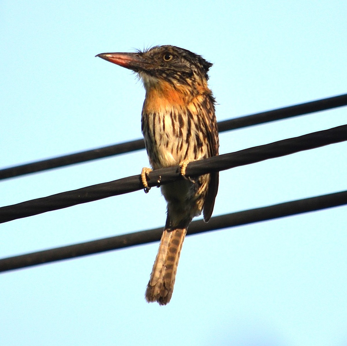 lenivka tečkovaná - ML646635968