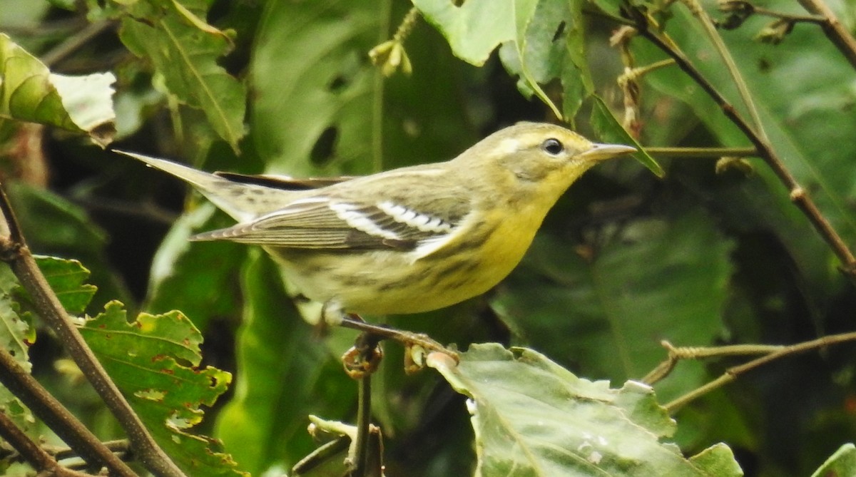 Paruline à gorge orangée - ML646635969