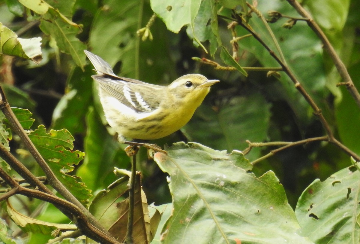Paruline à gorge orangée - ML646635970