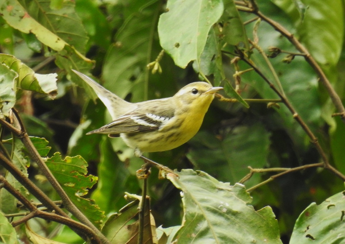 Paruline à gorge orangée - ML646635971