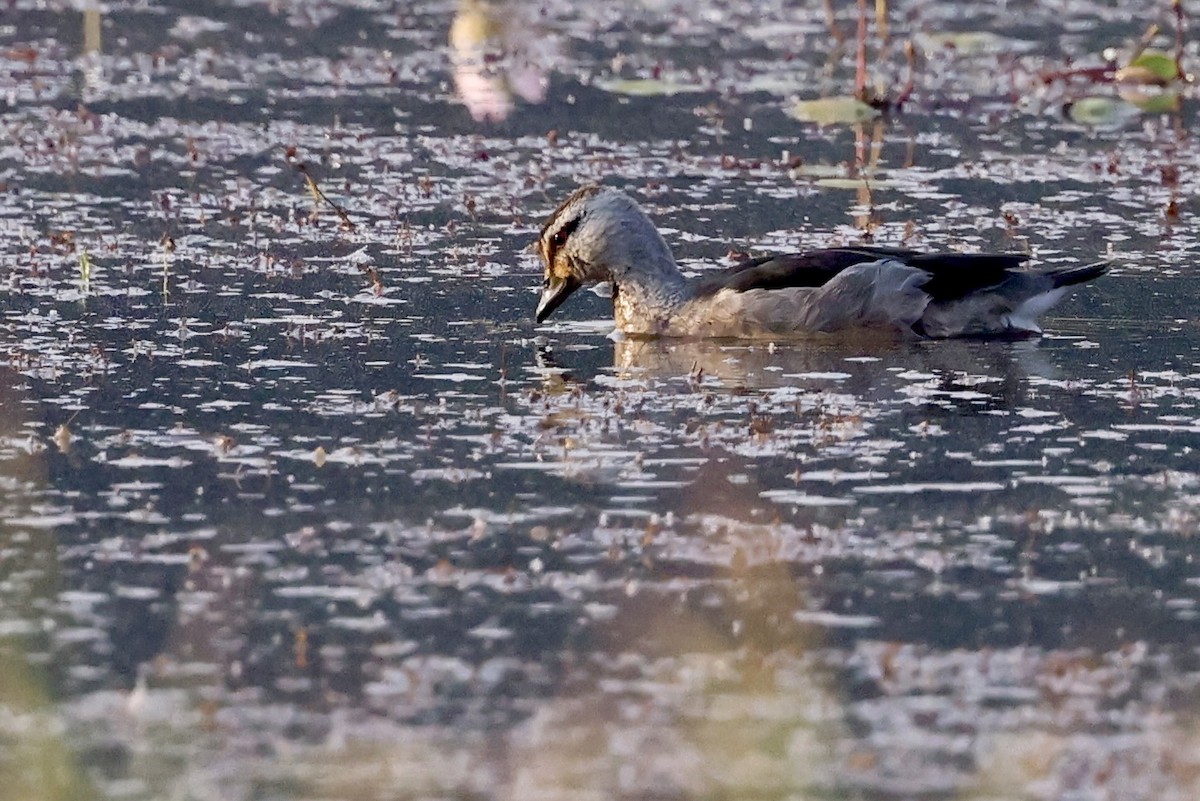 Cotton Pygmy-Goose - ML646635973