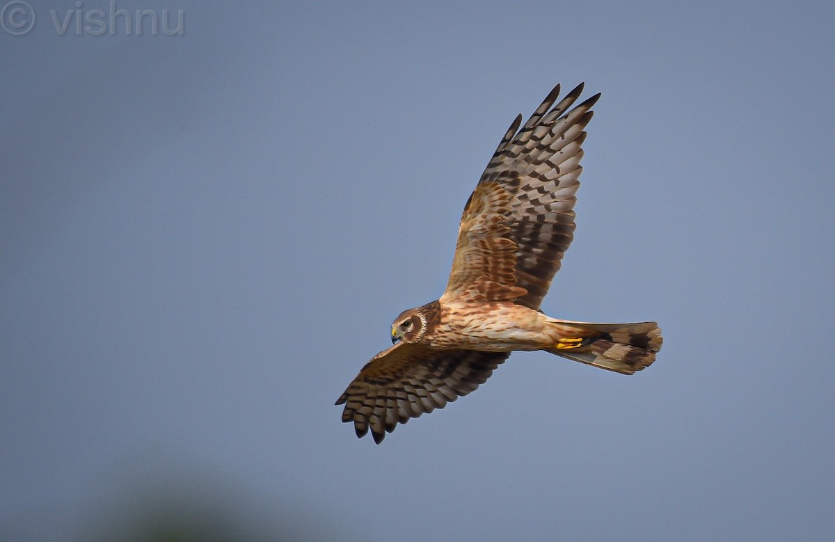 Pallid Harrier - ML646635974