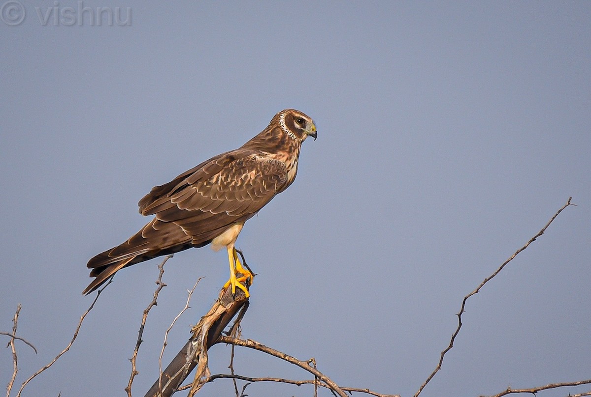 Pallid Harrier - ML646635975