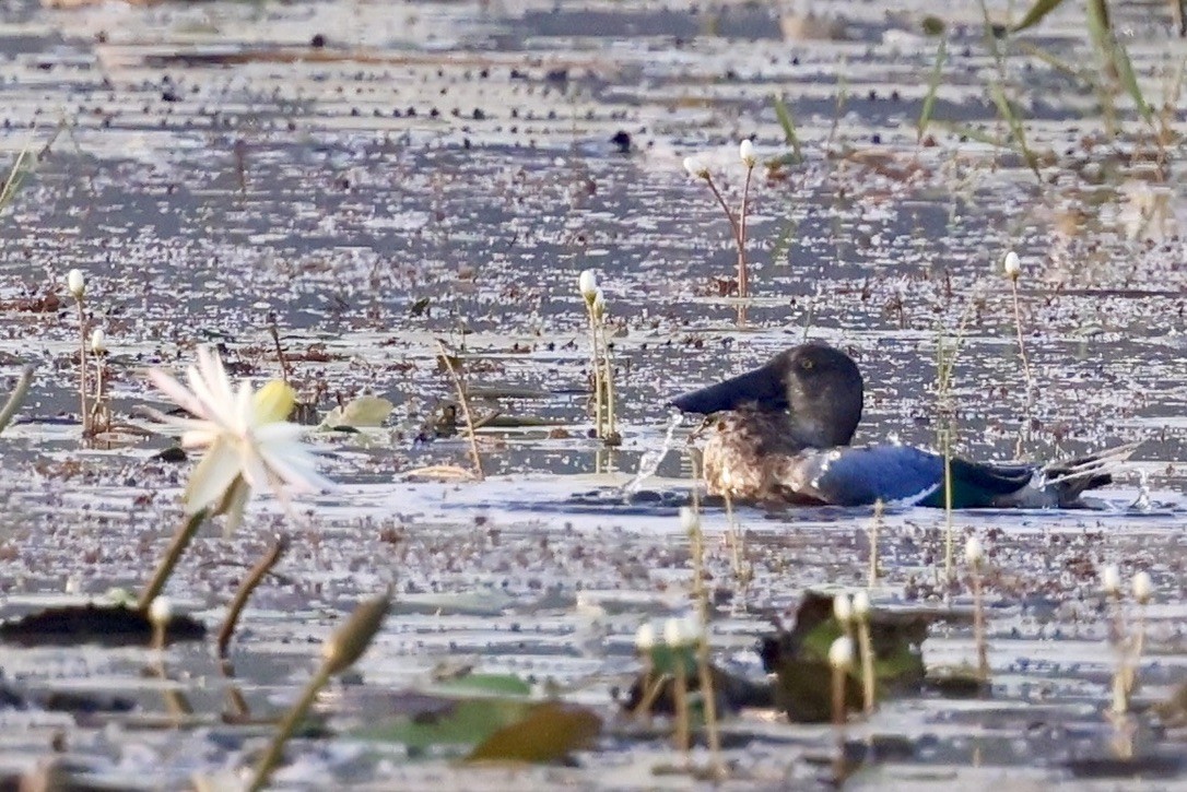 Mestolone - ML646635978