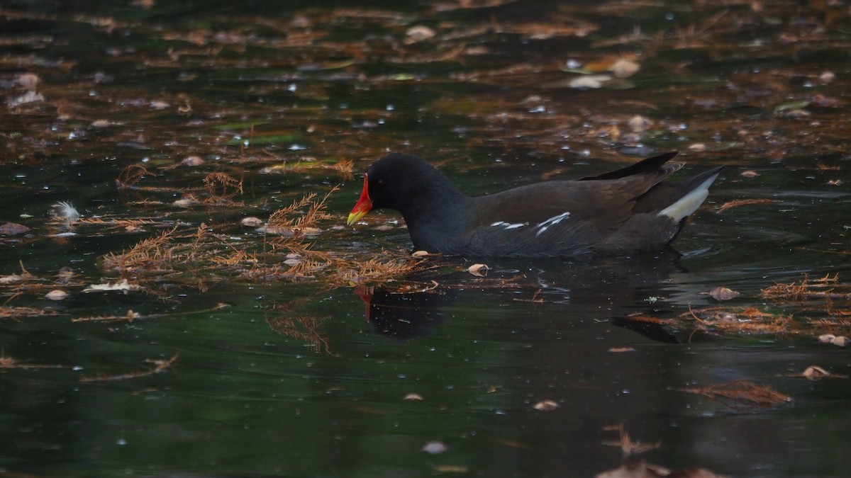 Eurasian Moorhen - ML646635980