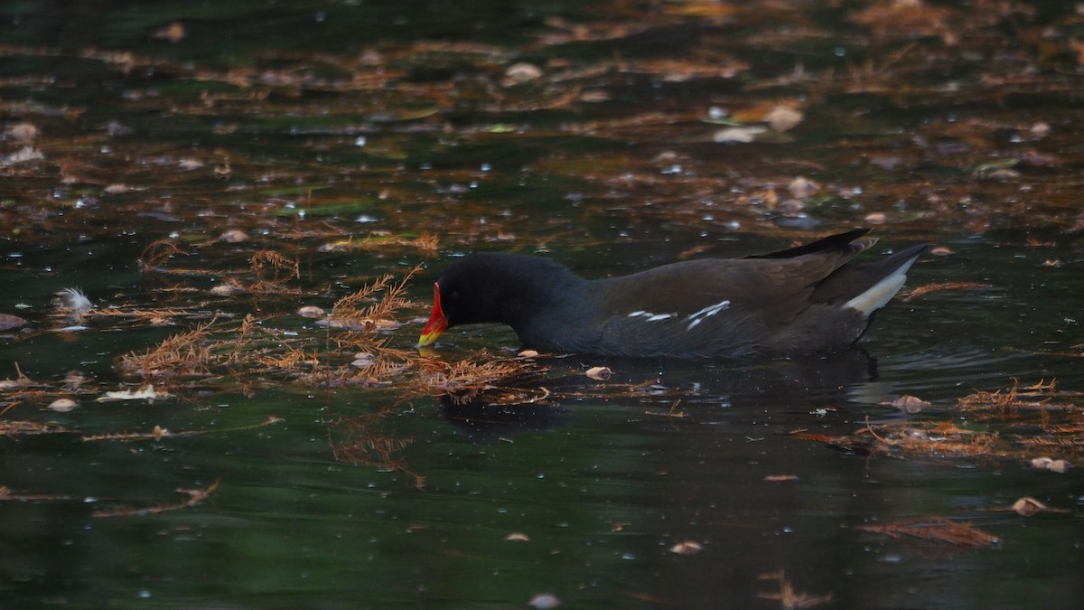 Eurasian Moorhen - ML646635981