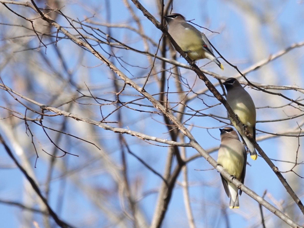 Cedar Waxwing - ML646635983